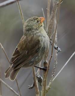 小树雀 / Small Tree Finch / Camarhynchus parvulus