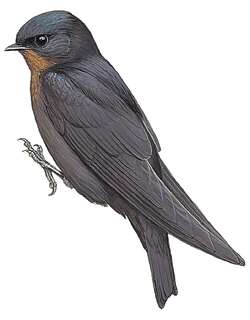 林燕 / Forest Swallow / Petrochelidon fuliginosa