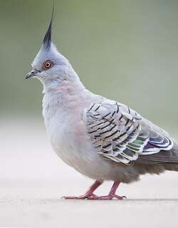 冠鸠 / Crested Pigeon / Ocyphaps lophotes
