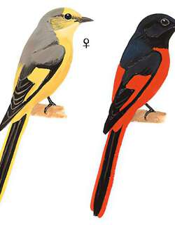 短嘴山椒鸟 / Short-billed Minivet / Pericrocotus brevirostris