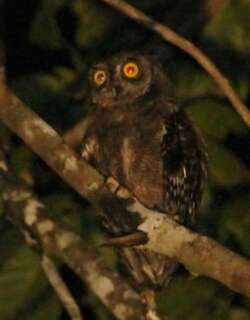 比岛角鸮 / Biak Scops Owl / Otus beccarii