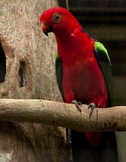 绿翅王鹦鹉 / Papuan King Parrot / Alisterus chloropterus