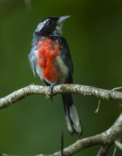 红胸䳭莺 / Red-breasted Chat / Granatellus venustus