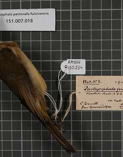 锈胸啸鹟 / Rusty-breasted Whistler / Pachycephala fulvotincta