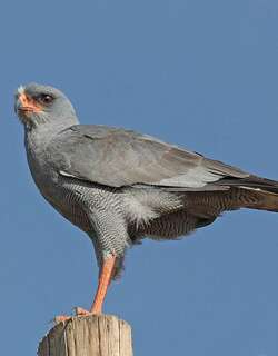 灰歌鹰 / Eastern Chanting Goshawk / Melierax poliopterus