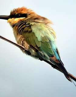 彩虹蜂虎 / Rainbow Bee-eater / Merops ornatus