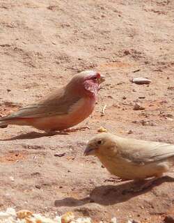 西奈淡色朱雀 / Sinai Rosefinch / Carpodacus synoicus