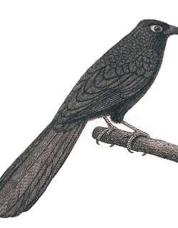 紫鸦鹃 / Violaceous Coucal / Centropus violaceus