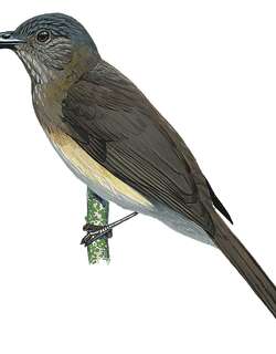 民岛鹎 / Mindoro Bulbul / Hypsipetes mindorensis