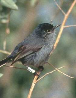 加州蚋莺 / California Gnatcatcher / Polioptila californica