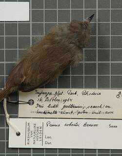 罗氏山鹪莺 / Roberts’s Warbler / Oreophilais robertsi