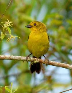 绿头薮雀 / Yellow-headed Brushfinch / Atlapetes flaviceps