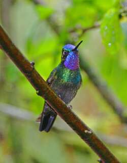 紫喉宝石蜂鸟 / Purple-throated Mountaingem / Lampornis calolaemus