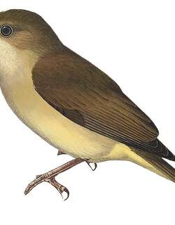 伦纳啸鹟 / Rennell Whistler / Pachycephala feminina