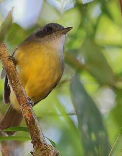 淡色蚁鵙 / Plain Antvireo / Dysithamnus mentalis