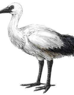 留尼汪孤鸽 / Reunion Ibis / Threskiornis solitarius