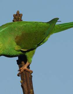 纯色鹦哥 / Plain Parakeet / Brotogeris tirica