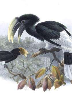 白腿噪犀鸟 / White-thighed Hornbill / Bycanistes albotibialis