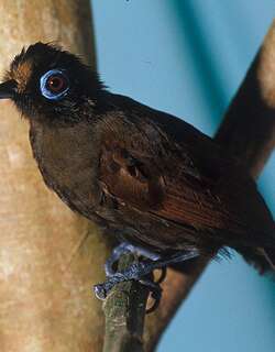 发冠蚁鸟 / Hairy-crested Antbird / Rhegmatorhina melanosticta