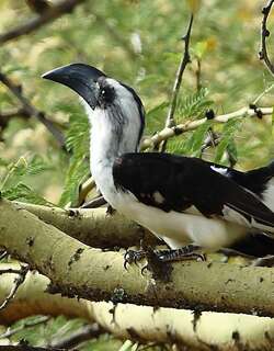 杰氏弯嘴犀鸟 / Jackson’s Hornbill / Tockus jacksoni