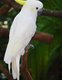 小葵花凤头鹦鹉 / Yellow-crested Cockatoo / Cacatua sulphurea