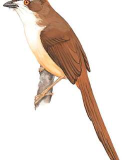 金眼鹛雀 / Yellow-eyed Babbler / Chrysomma sinense