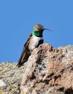 白胁山蜂鸟 / White-sided Hillstar / Oreotrochilus leucopleurus