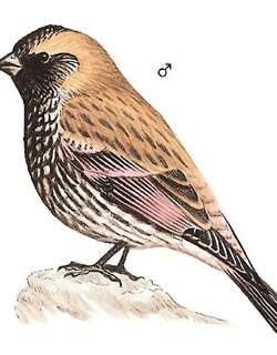 粉红腹岭雀 / Asian Rosy Finch / Leucosticte arctoa