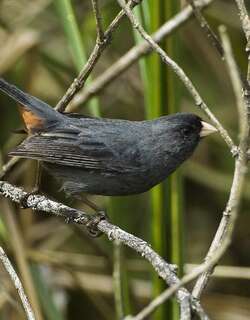 黄嘴栗臀雀 / Paramo Seedeater / Catamenia homochroa