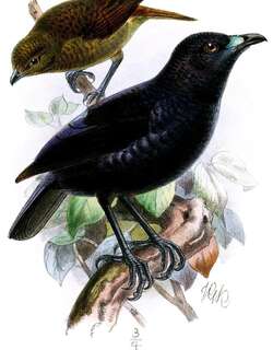 冠园丁鸟 / MacGregor’s Bowerbird / Amblyornis macgregoriae