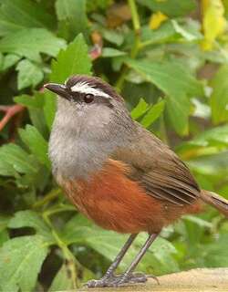 帕拉尼灰胸噪鹛 / Palani Laughingthrush / Montecincla fairbanki