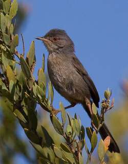 波纹林莺 / Dartford Warbler / Curruca undata