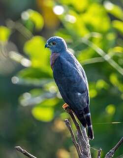 侏鹰 / Tiny Hawk / Accipiter superciliosus