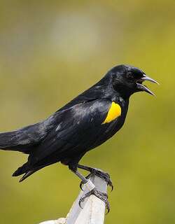 黄肩黑鹂 / Yellow-shouldered Blackbird / Agelaius xanthomus