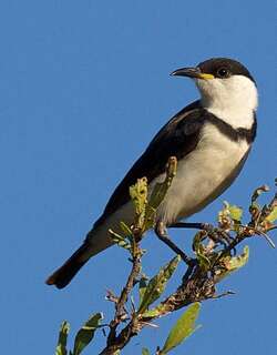 带胸黑吸蜜鸟 / Banded Honeyeater / Cissomela pectoralis