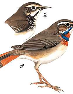 蓝喉歌鸲 / Bluethroat / Luscinia svecica