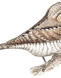 蚁䴕 / Eurasian Wryneck / Jynx torquilla
