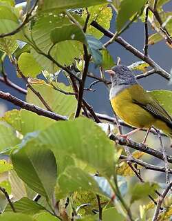 灰头薮唐纳雀 / Grey-hooded Bush Tanager / Cnemoscopus rubrirostris