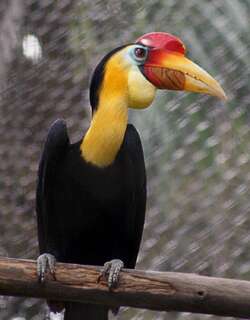 皱盔犀鸟 / Wrinkled Hornbill / Rhabdotorrhinus corrugatus