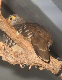 裸眶地鸠 / Moreno’s Ground Dove / Metriopelia morenoi