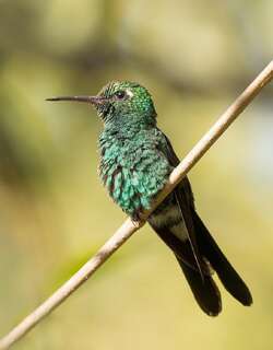 古巴翠蜂鸟 / Cuban Emerald / Riccordia ricordii