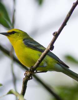 蓝翅虫森莺 / Blue-winged Warbler / Vermivora cyanoptera