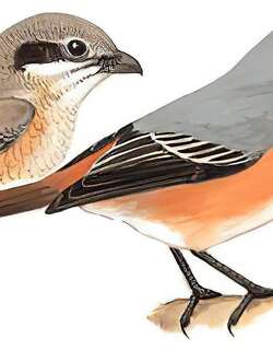 灰背伯劳 / Grey-backed Shrike / Lanius tephronotus