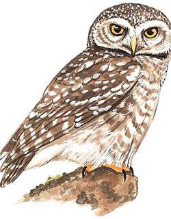 横斑腹小鸮 / Spotted Owlet / Athene brama