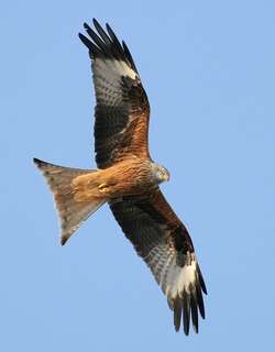 赤鸢 / Red Kite / Milvus milvus