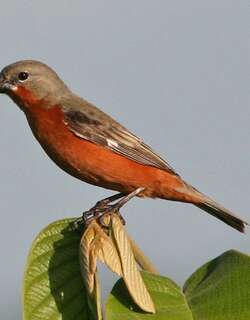 棕胸食籽雀 / Ruddy-breasted Seedeater / Sporophila minuta