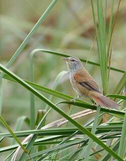 黄须针尾雀 / Sulphur-bearded Reedhaunter / Limnoctites sulphuriferus