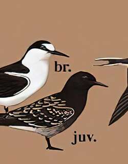 乌燕鸥 / Sooty Tern / Onychoprion fuscatus