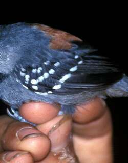 丽蚁鹩 / Ornate Stipplethroat / Epinecrophylla ornata