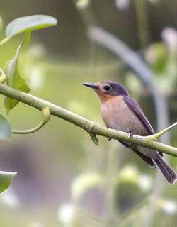 帕劳阔嘴鹟 / Palau Flycatcher / Myiagra erythrops